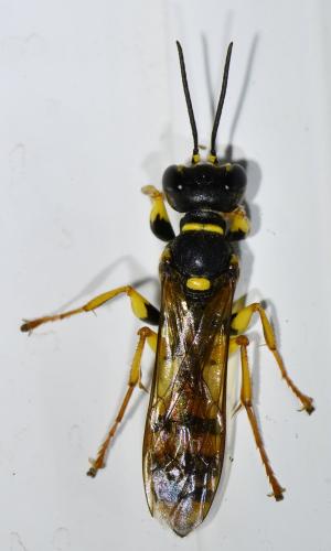 Mellinus arvensis